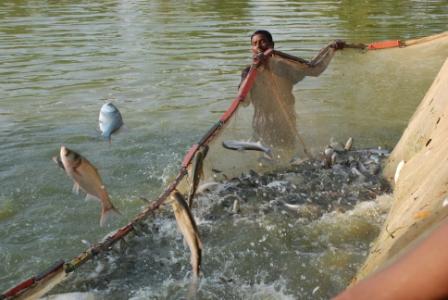 Fishery Projects